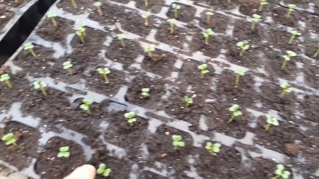 Ультраранняя капуста Элиза F1. Технология выращивания. Первый этап. смотреть онлайн