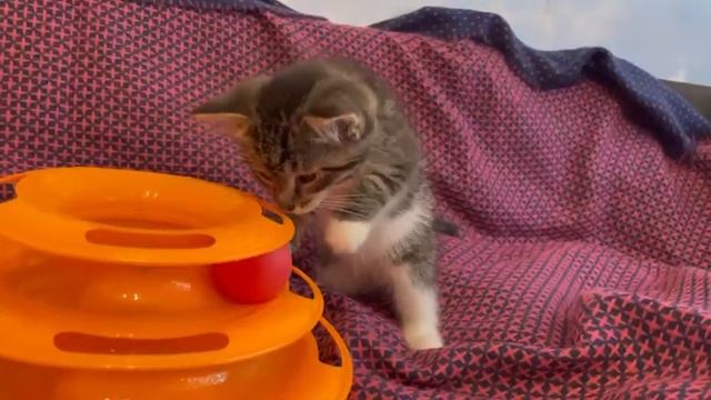 Ручной полосатый малыш Сенечка 1,5 мес дома смотреть онлайн