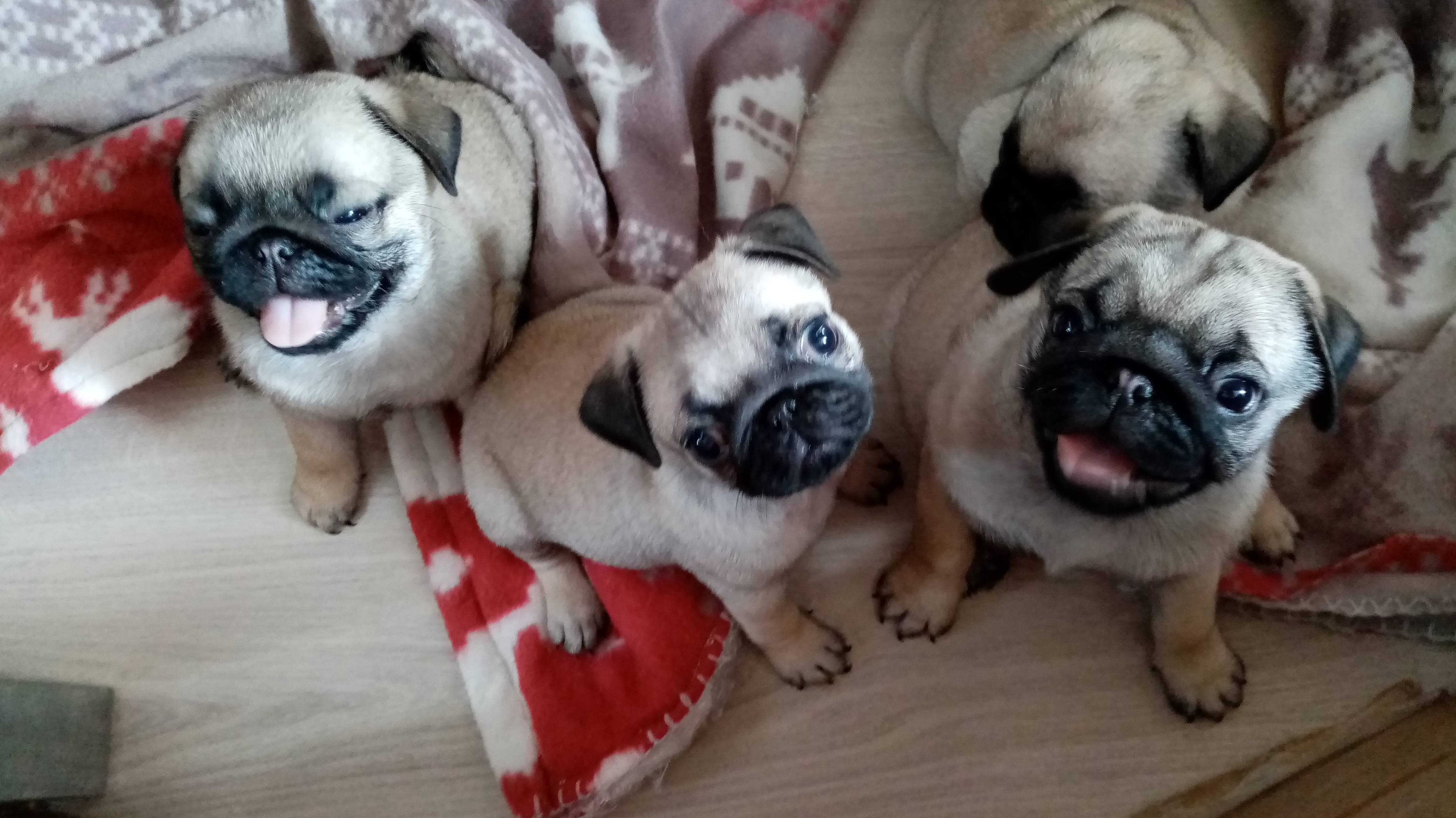 День Рождения.....один месяц.#Мопсы