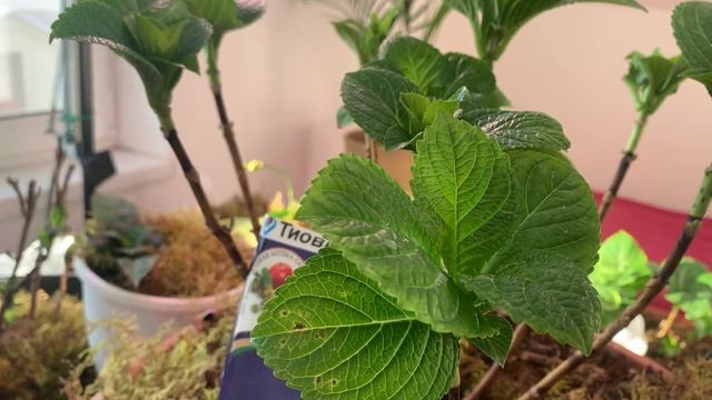 Паутинный клещ! Как вовремя обнаружить и как избавиться! смотреть онлайн