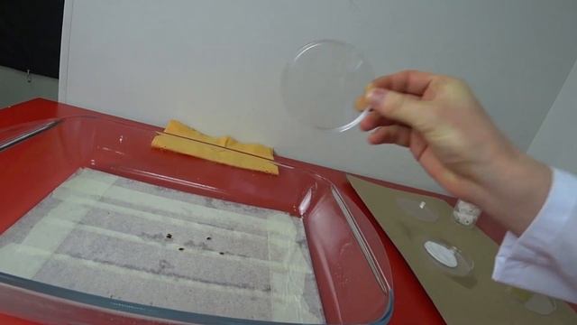 КЕРОСИН ОТ КЛОПОВ — проверяем эффективность смотреть онлайн