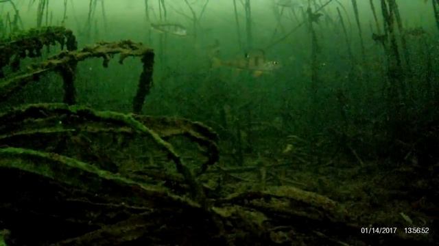 Зимняя рыбалка. Подводные съемки  подо льдом, окунь, чебак, ёрш. космакова