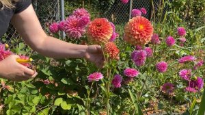 Fall Wedding Harvest - Dahlias, Smoke Bush, Abelia and more!