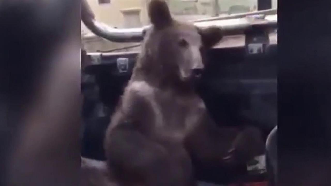 В Турции спасли медвежонка, который объелся "неправильным" медом