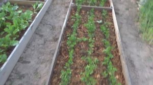 Томатная ботва от вредителей и как удобрение.