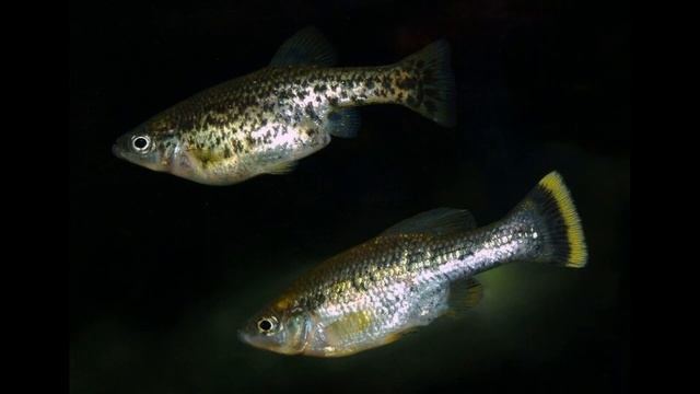 Какие живородящие рыбки бывают - Аквариумистика