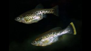 Какие живородящие рыбки бывают - Аквариумистика