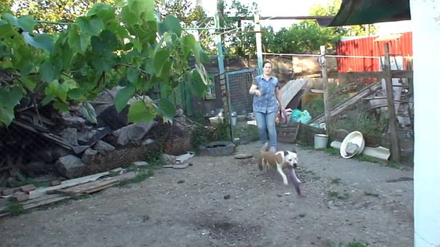 американский стаффтерьер Варя и ПУЛЛЕР смотреть онлайн