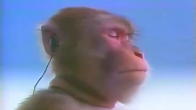 Обезьяна слушает фонк смотреть онлайн