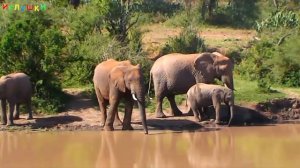 Мир животных# всё о животных# мир наизнанку#