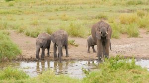 4K African Wildlife: Tsavo West National Park, Kenya - Scenic Wildlife Film With Real Sounds