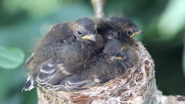Grey Fantails. From hatchlings to fledglings. смотреть онлайн