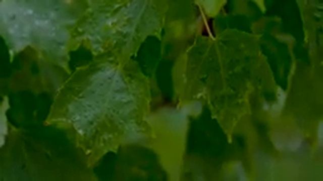 9 часов крепкого и здорового сна под звуки исцеляющего бессонницу дождя смотреть онлайн