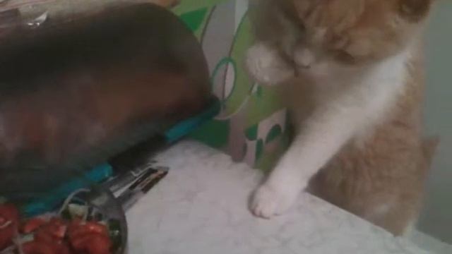 Кот  17 лет вегеторианец :)