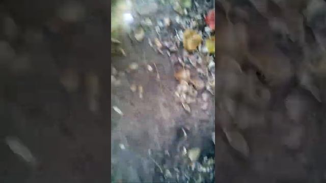 Все животные Дома Животных. смотреть онлайн