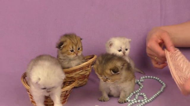 Подготовка к фотосесии с маленькими котятами смотреть онлайн