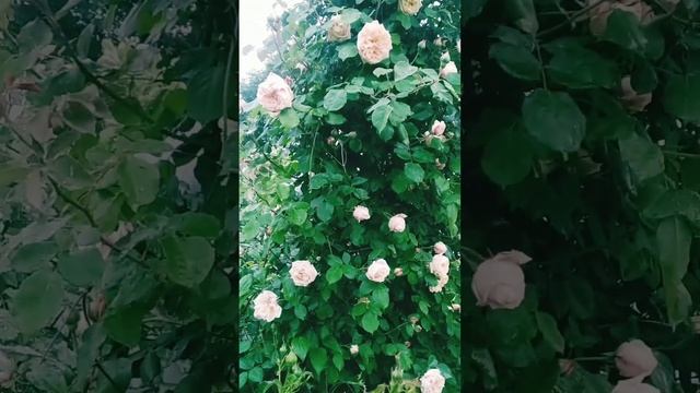 Необыкновенная роза " Глуар де Дижон" смотреть онлайн