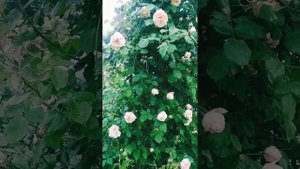 Необыкновенная роза " Глуар де Дижон"