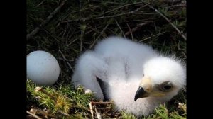 Беркут (все про хижака)