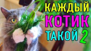 КОТЫ ОНИ ТАКИЕ