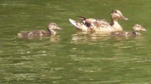 Утки, утята летом 2019. Ducks, ducklings.