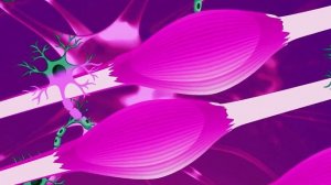 2. Рабочий вес и гипертрофия.  С каким весом тренироваться？ Как подобрать рабочий вес？