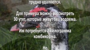 Разведение индоуток. Бизнес идея