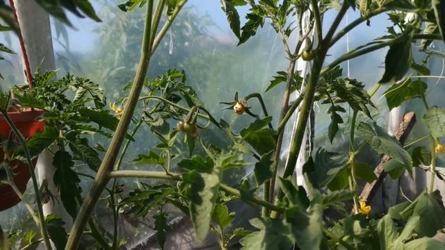 ЧЕРЕЗ НЕДЕЛЮ ПОСЛЕ ТАКОЙ ПОДКОРМКИ, ТОМАТЫ ЗАВЯЗЫВАЮТСЯ КАК БЕШЕНЫЕ ПОКАЗЫВАЮ РЕЗУЛЬТАТ смотреть онлайн