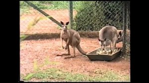 CANGURU (MACROPUS GIGANTEUS), EASTERN GREY KANGAROO, Marsupiais, ZOO de SÃO PAULO.