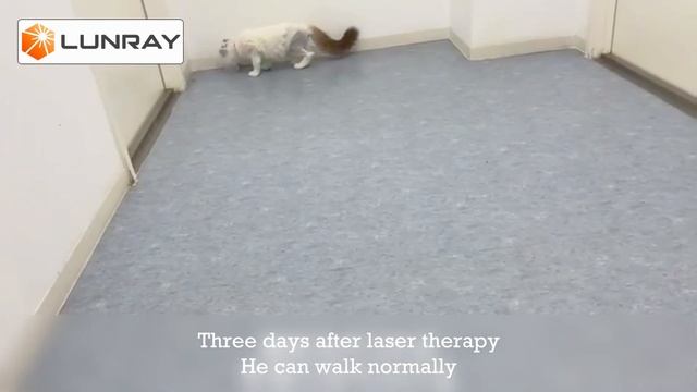 Postoperative Laser Therapy for Comminuted Fractures in A Cute Ragdoll Cat смотреть онлайн