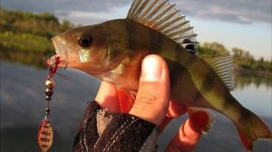 Влияет ли размер блесны на размер окуня?