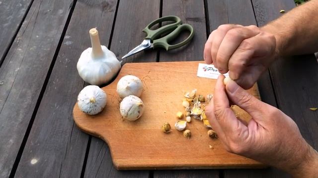 Рокамболь (Rocambole)