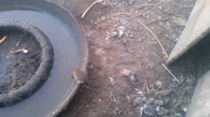 крысы на водопое)))