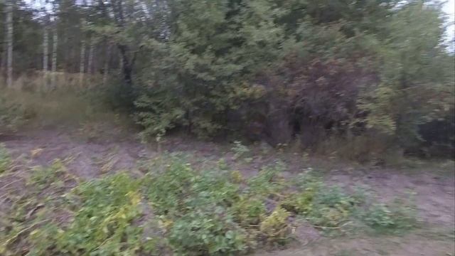Копаем картошку посаженную в конце июня.