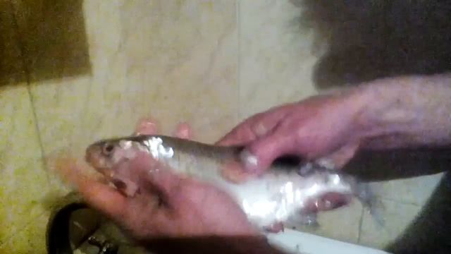 Как правильно чистить рыбу? :)))) смотреть онлайн