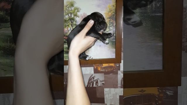 #спаниель#щенки#dog#pets  Как подросли щенки русского спаниеля. 6-8дней