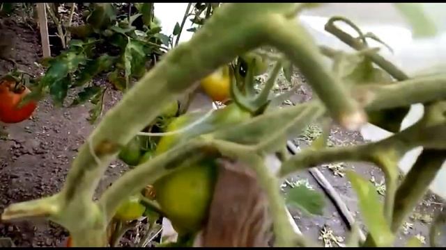 Томат сюрприз!! Трюфель - настоящее произведение искусства.. смотреть онлайн