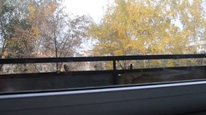 Как сделать простую кормушку для птичек на балконе. Наблюдаем за синичками.