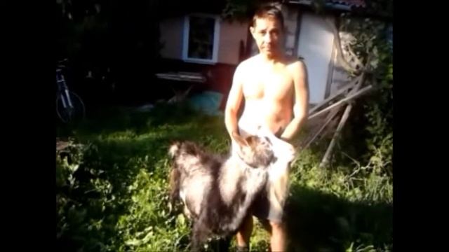 апачи