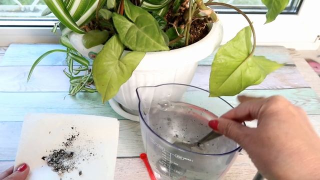 МОЙ ПРОВЕРЕННЫЙ СПОСОБ забыть о черных мошках на КОМНАТНЫХ РАСТЕНИЯХ смотреть онлайн