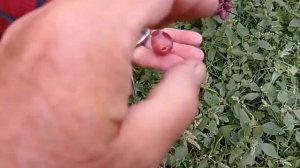 @Виноград Полонез 50  Хороший виноград, красный виноград