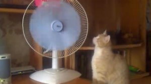 кот с вентилятором (конец)