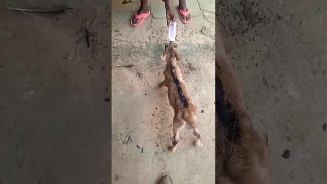 Bottle Feeding Cute Baby Goat Shaking Tail Hacks That Will Increase Your Revenue By 22% In 2023 смотреть онлайн