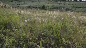 Трава - ковыль на ветру