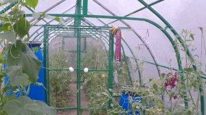 Теплица из монолитного поликарбоната 10 x 3 (1 сентября 2017)