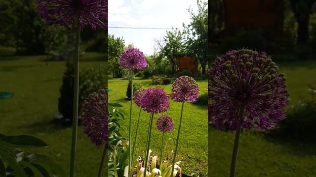 Allium Purple Sensation Декоративный лук #бодровцветовод #allium