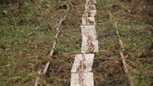 Как правильно укрыть виноград на зиму