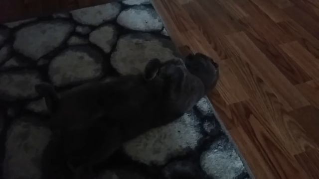 Джонни Кот смотреть онлайн