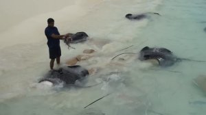 Кормление скатов на Мальдивах