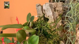 sophronitis brevipedunculata miniature orchid. Софронитис миниатюра в моей коллекции орхидей.